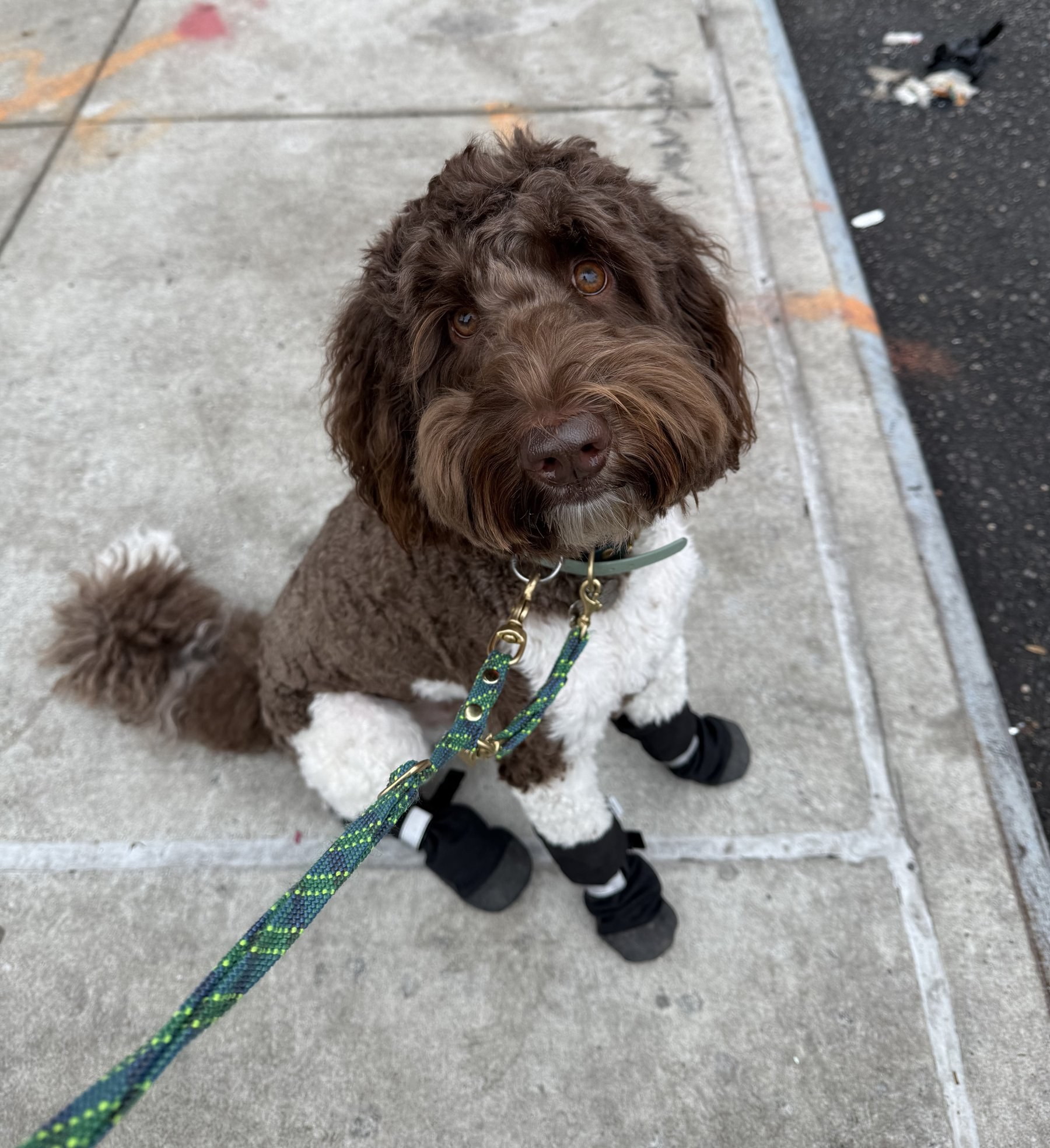 A doodle in protective booties standing on a gritty New York City sidewalk