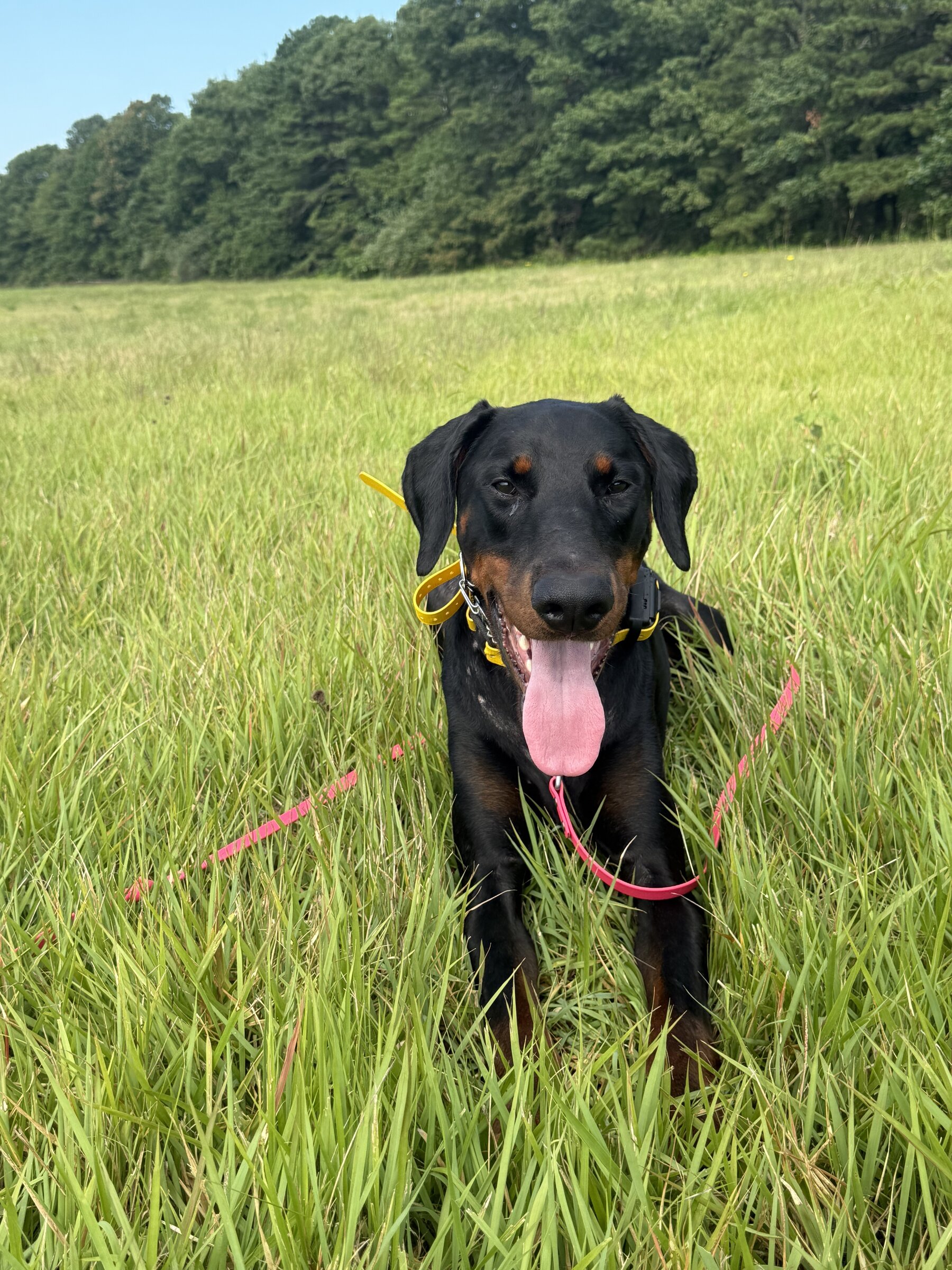 A dog working off-leash in tall grass on an open field trip with a long biothane lead