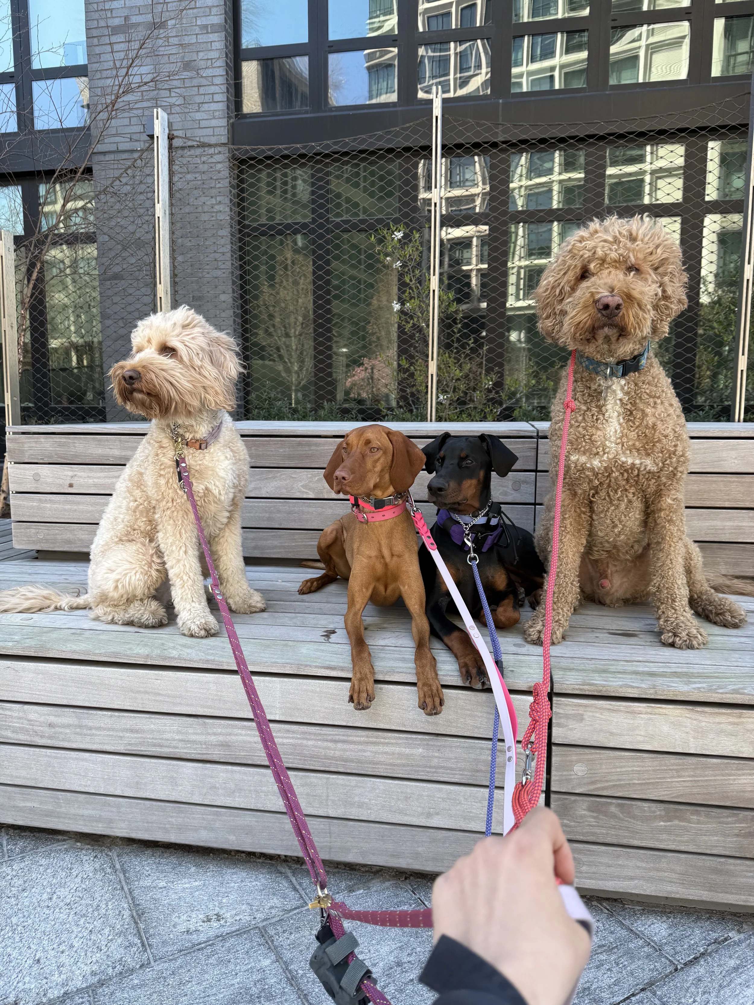 Four trained dogs settled calmly on a Brooklyn park bench
