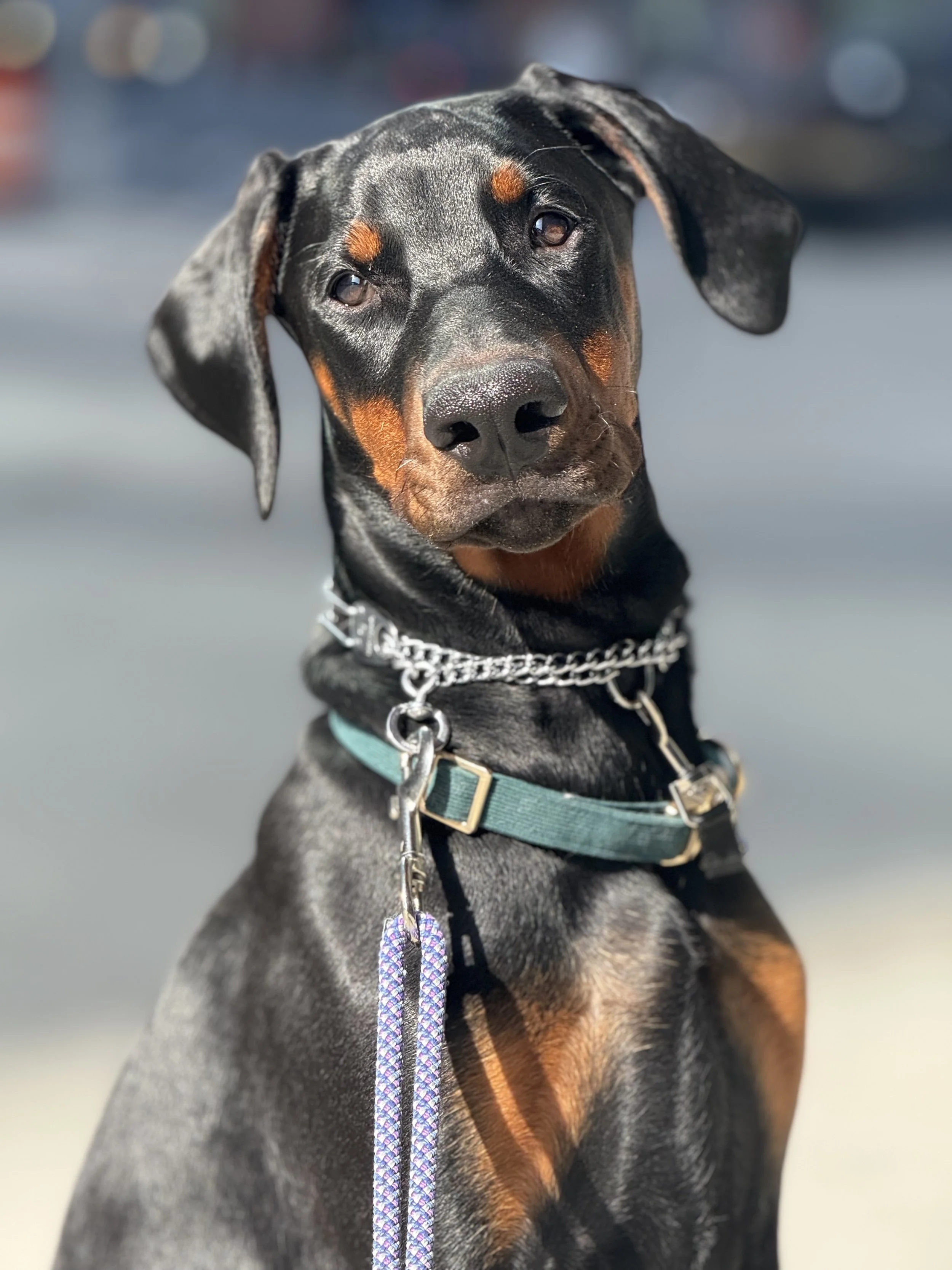 Close-up of a black and tan Doberman in collar and leash making eye contact