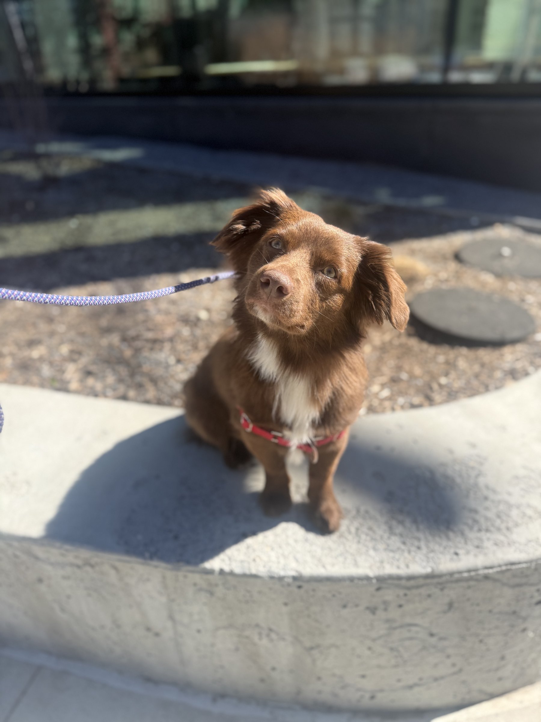 An Australian shepherd mix sitting in an urban courtyard