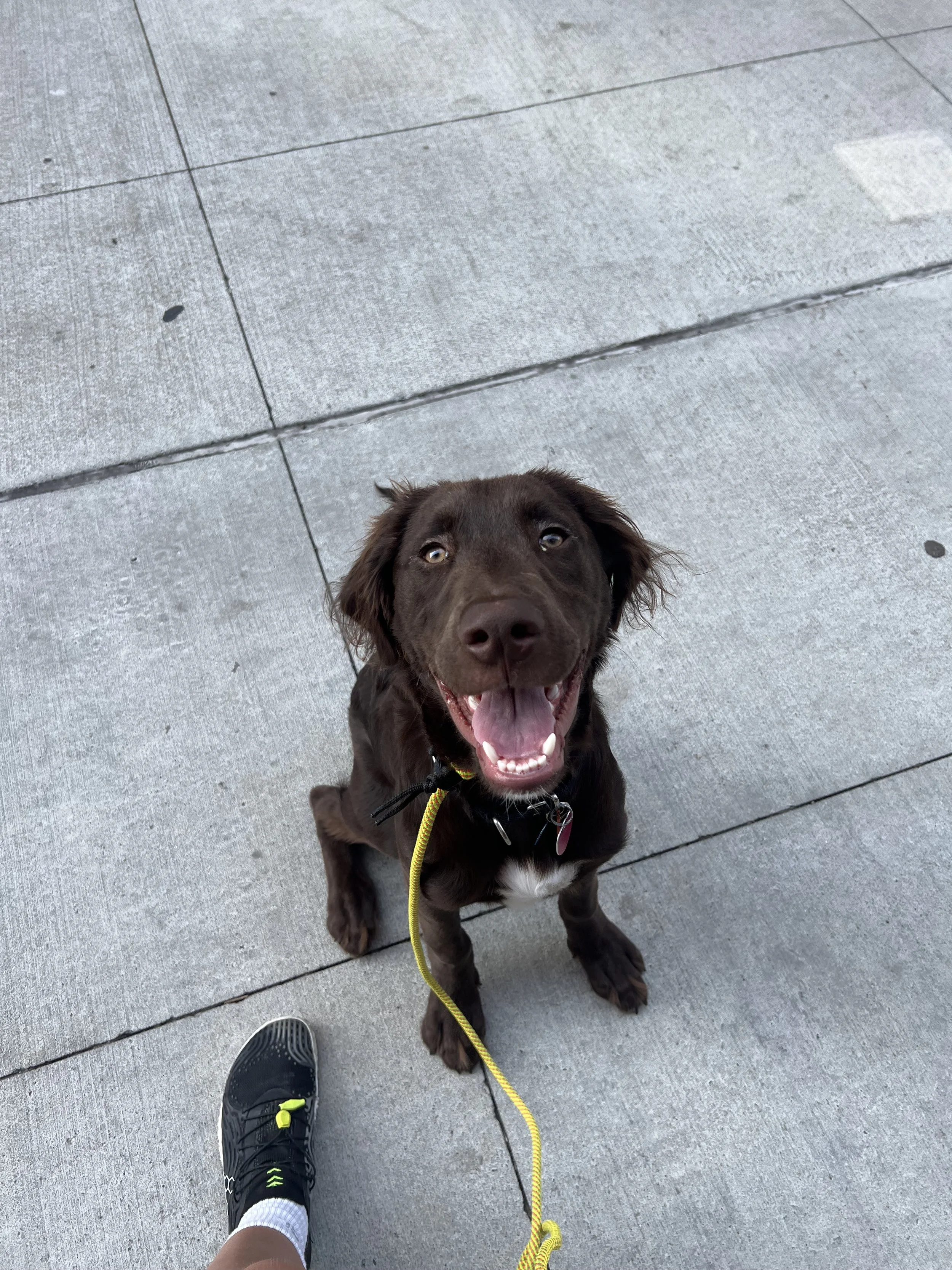 Bodie, a happy brown dog, looking up at the camera on a Brooklyn sidewalk